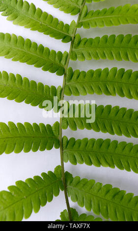 Close up of Compound Pinnate green leaves, leaflets in rows, two at tip. White background. Vertical formation. Abstract vain texture. Bright lit by su Stock Photo
