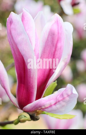 Magnolia x soulangeana ' Picture'. Rosy pink and white blossoms of hardy Magnolia 'Picture'. Also called Tulip magnolia. Stock Photo