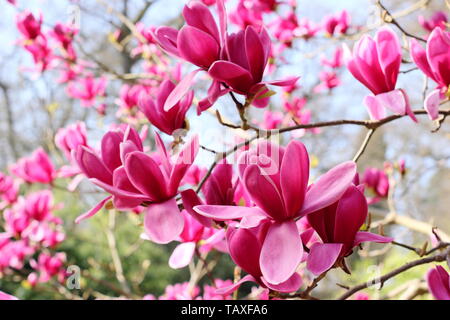 Magnolia 'Shirazz'. Vibrant magenta blossoms of Magnolia 'Shirazz'. Also called Magnolia 'Vulden' Stock Photo