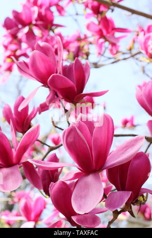Magnolia 'Shirazz'. Vibrant magenta blossoms of Magnolia 'Shirazz'. Also called Magnolia 'Vulden' Stock Photo