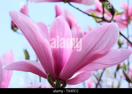 Magnolia 'Star Wars'. Rosy pink blossoms of Magnolia 'Star Wars' in spring Stock Photo