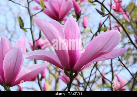 Magnolia 'Star Wars'. Rosy pink blossoms of Magnolia 'Star Wars' in spring Stock Photo