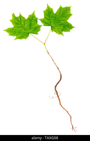 Young maple tree with roots isolated on white background. Stock Photo