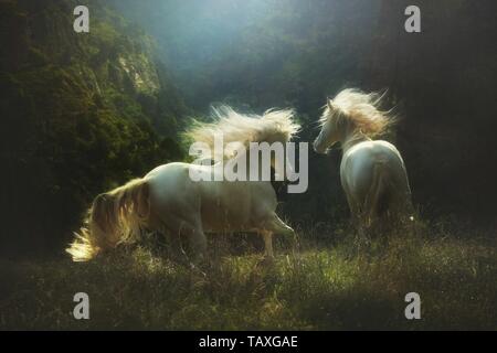 2 Andalusian Horse Stock Photo