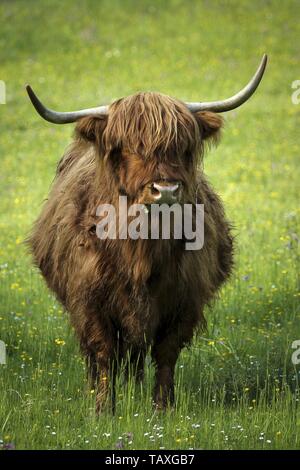 Scottish Highland cows grazing at flowering meadow Stock Photo - Alamy