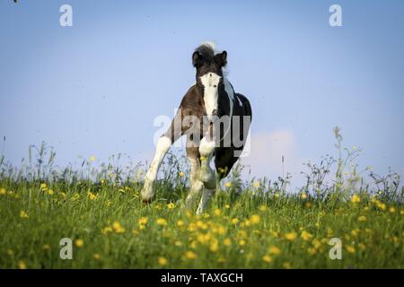 Irish Tinker Foal Stock Photo