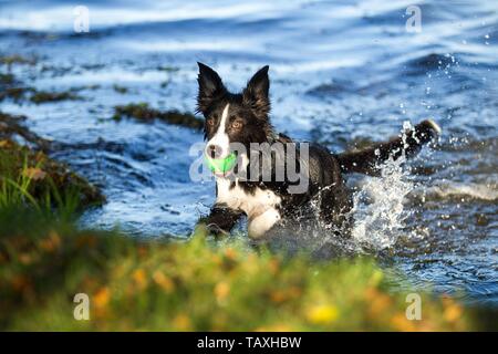 playing Border Collie Stock Photo