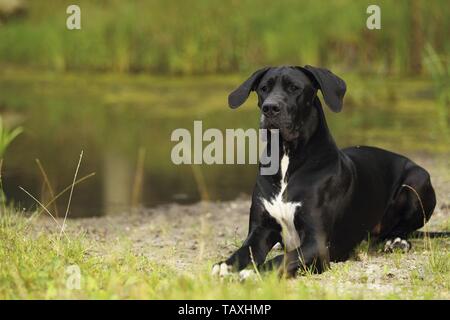 lying Great Dane Stock Photo