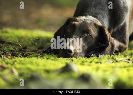 lying German shorthaired Pointer Stock Photo