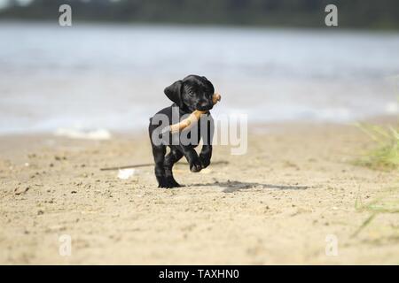 German Shorthaired Pointer Puppies Running On A Meadow Stock