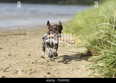German shorthaired Pointer Puppy Stock Photo
