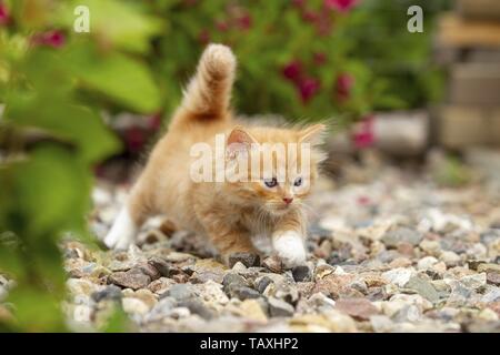 German Longhair Kitten Stock Photo