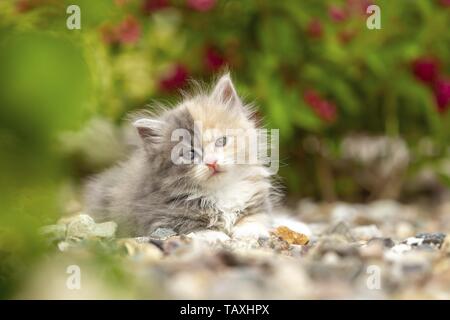 German Longhair Kitten Stock Photo