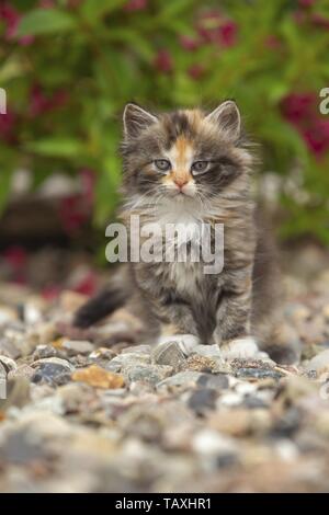 German Longhair Kitten Stock Photo