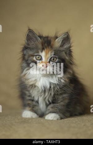 German Longhair Kitten Stock Photo