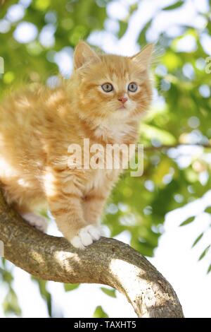 German Longhair Kitten Stock Photo