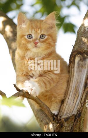 German Longhair Kitten Stock Photo