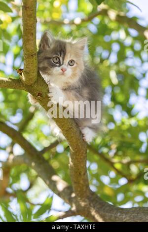 German Longhair Kitten Stock Photo