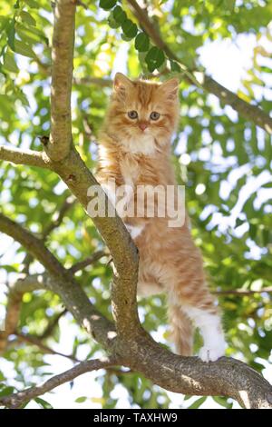 German Longhair Kitten Stock Photo