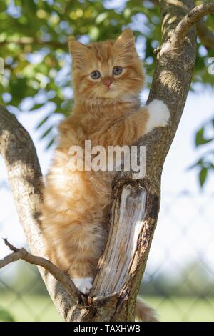 German Longhair Kitten Stock Photo