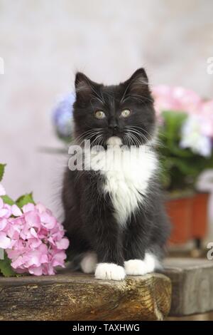 German Longhair Kitten Stock Photo