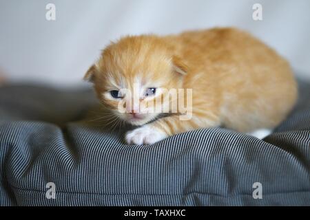German Longhair Kitten Stock Photo