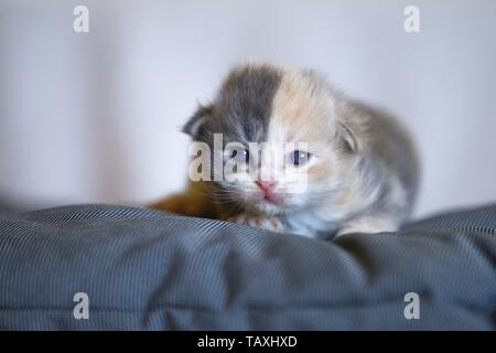 German Longhair Kitten Stock Photo