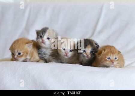 German Longhair Kitten Stock Photo