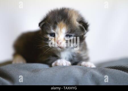 German Longhair Kitten Stock Photo