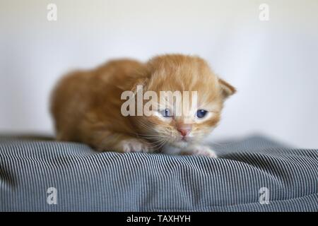 German Longhair Kitten Stock Photo