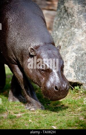 Pygmy Hippopotamus, Choeropsis Liberiensis, Adult Walking On Grass ...