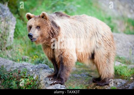brown bear Stock Photo