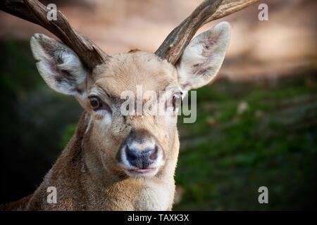 fallow deer Stock Photo