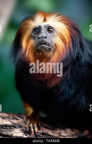 golden-headed lion tamarin Stock Photo