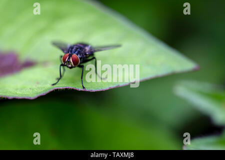 Macro photography of a stable fly standing on a green leaf. Captured at the Andean mountains of central Colombia. Stock Photo
