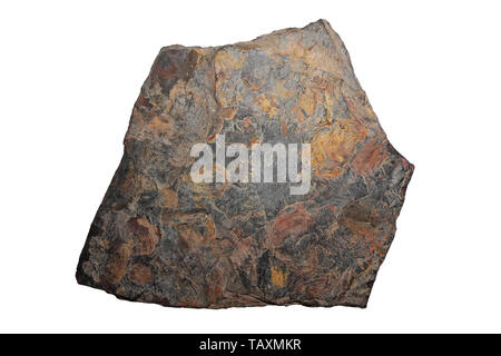 Slate With Carbonicola fossils Stock Photo