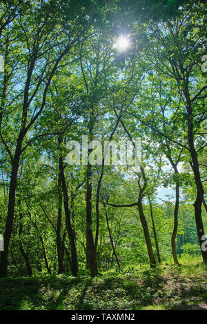 sun is shining through trees in the Rheingau, Germany Stock Photo