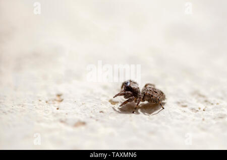 Macro photography of a tiny brown jumping spider walking on a wall. Captured at the Andean mountains of central Colombia. Stock Photo