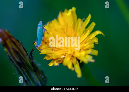 Macro photography of a tiny catydid on a dandelion flower. Captured at the Andean mountains of central Colombia. Stock Photo