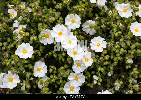 Close up of Cistus Obtusifolius Thrive white rock rose flowering in an English garden, UK Stock Photo