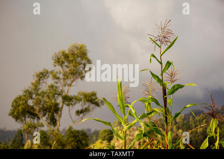 Some maize plants and an eucalyptus tree at the background, captured in an overcasted sunset at the Andean mountains of central Colombia. Stock Photo