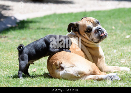 Pug puppy climbing on the back of a bulldog Stock Photo