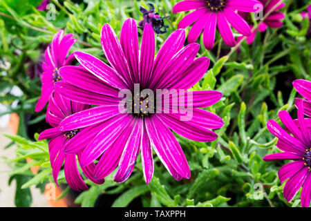 Osteospermum 'Tresco Purple' Stock Photo