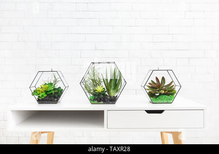 Succulent plants in florarium vases Stock Photo
