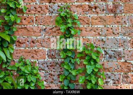 Detail of antique red-brick wall covered in small holes from repetition of using support nails, also some ivy growing over Stock Photo