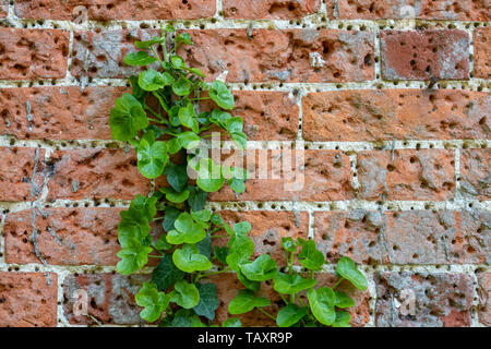 Detail of antique red-brick wall covered in small holes from repetition of using support nails, also some ivy growing over