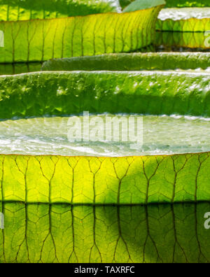 Santa Cruz water lily / water platter / yrupe (Victoria cruziana) giant floating leaves, native to South America Stock Photo