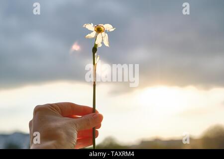 Single flower withered white daffodil in hand of woman, dramatic evening sunset sky with clouds. Stock Photo