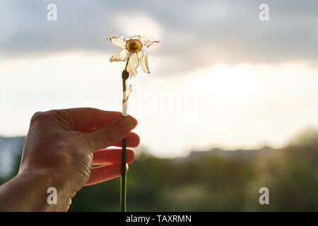 Single flower withered white daffodil in hand of woman, dramatic evening sunset sky with clouds. Stock Photo