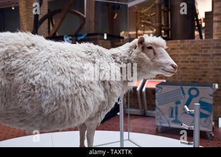 dh National museum of Scotland CHAMBER STREET EDINBURGH Dolly the cloned sheep first animal cloning clone clones Stock Photo